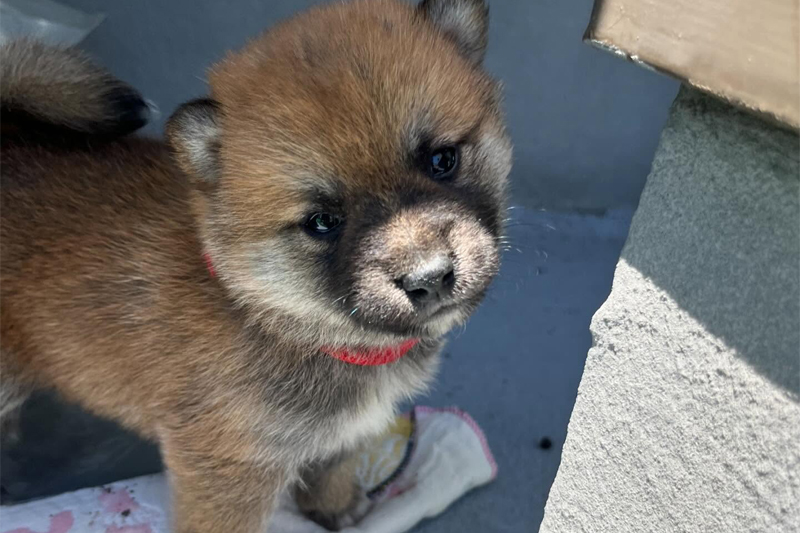 柴犬専門ブリーダーとして40年以上の実績