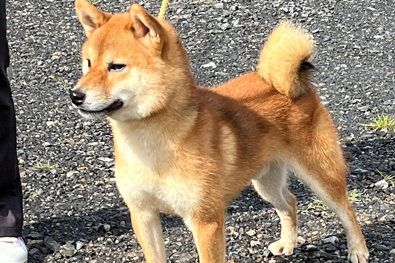 【日本犬保存会】中部連合展（岐阜展） 受賞犬紹介