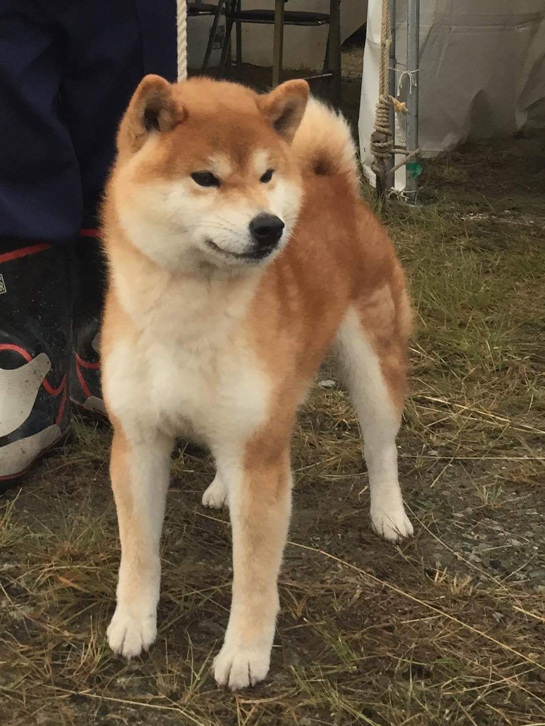 作出犬紹介