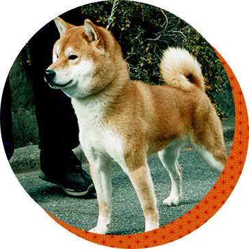 親犬紹介