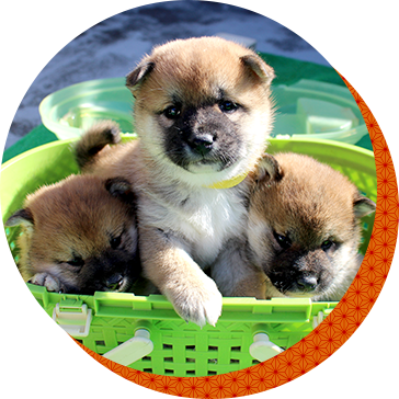 仔犬紹介
