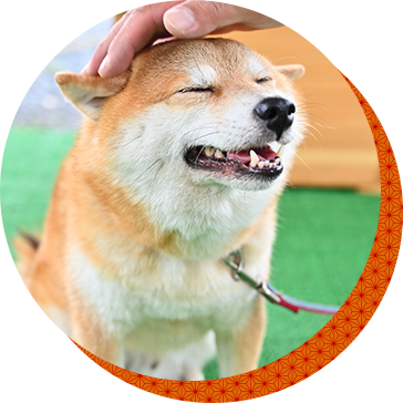 パートナー犬紹介