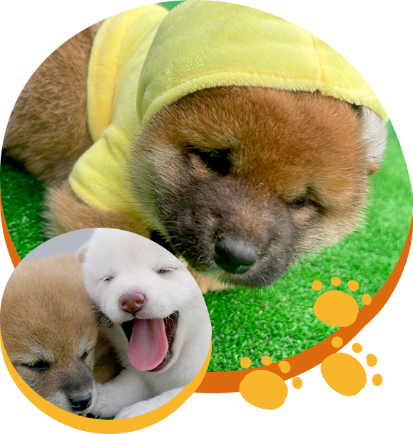 お迎えするにあたって